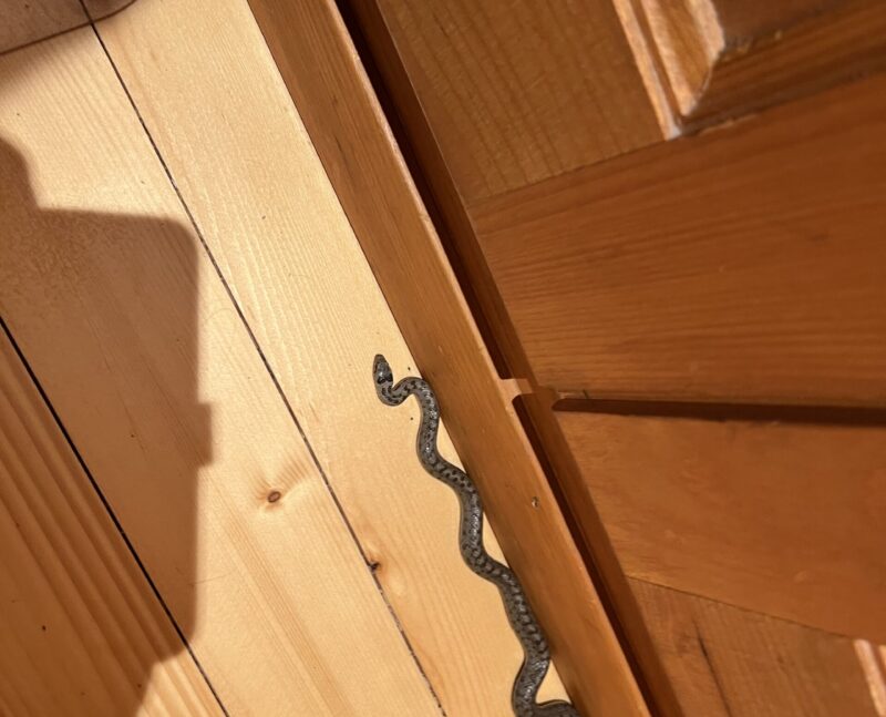 Une coronelle lisse, le plus petit serpent du Valais, observée dans un chalet de Plans-Mayens. 14. 08. 2024