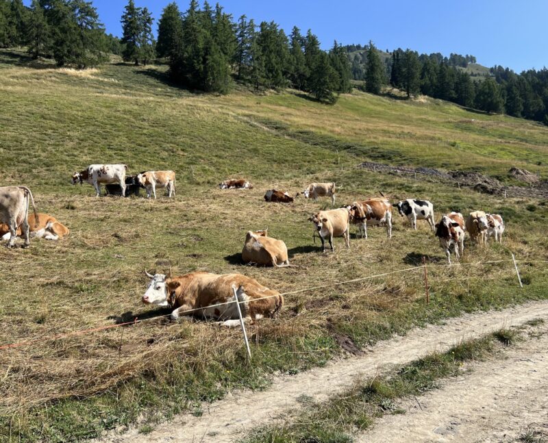 Troupeau de vaches, race du Simmental, en visite à Corbyre. 24.08.2024