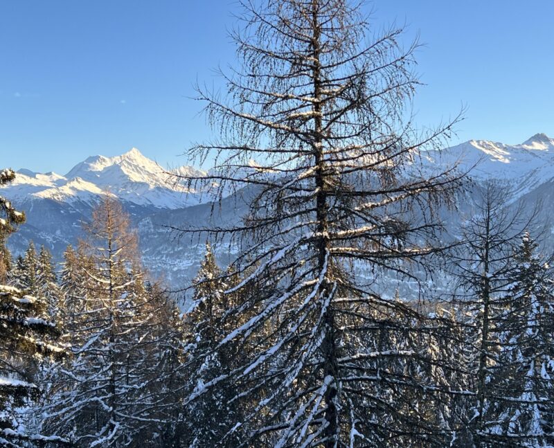 Weisshorn 25. 12. 2024 16h.