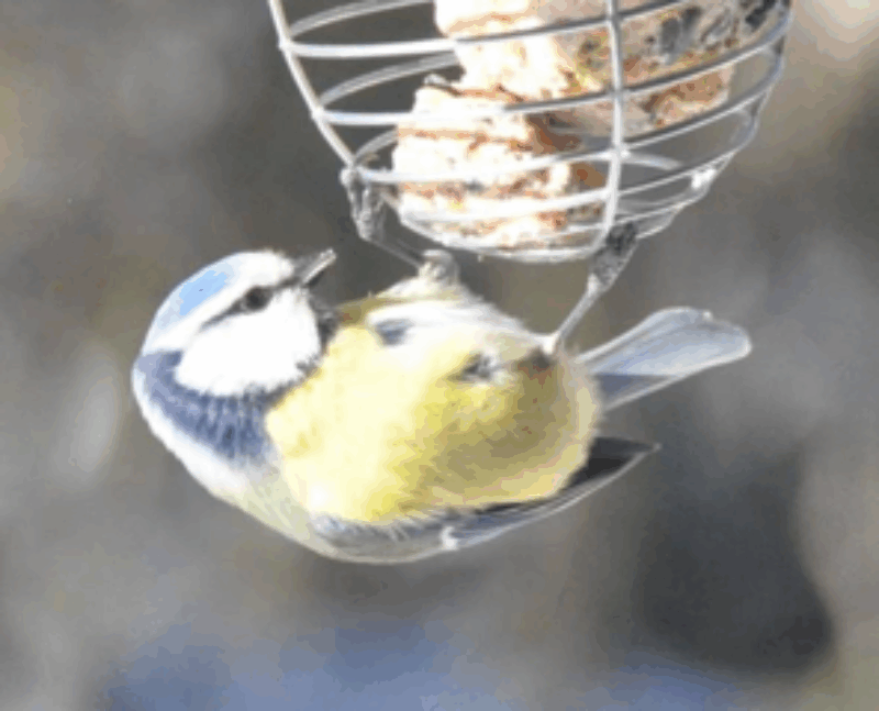 Mésange bleue