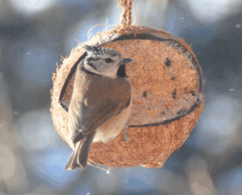 Mésange hupée