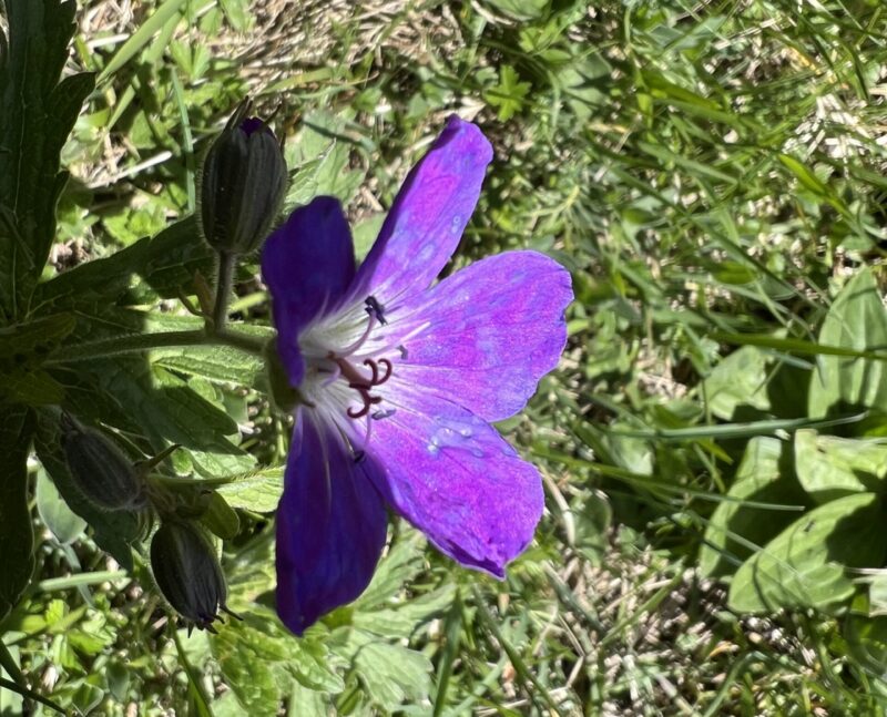 Geranium des bois