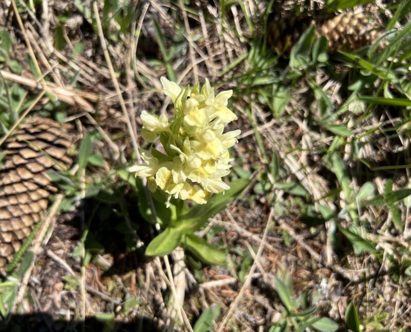 Orchis sureau