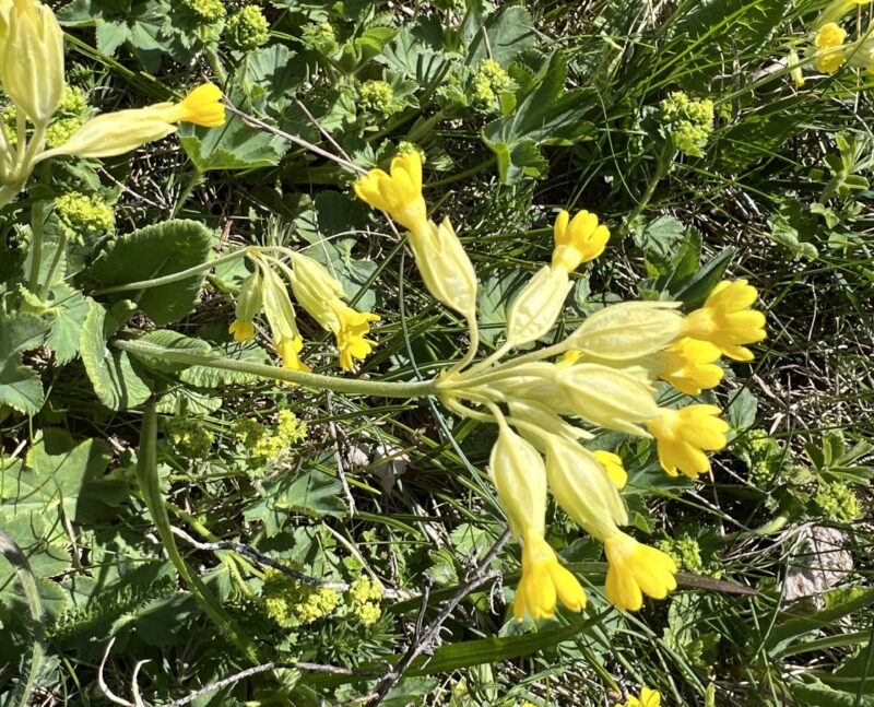 Primevère officinale