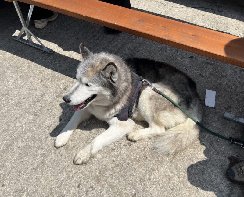 Igor, le husky sibérien de Camilla et Jean-Philippe Rochat