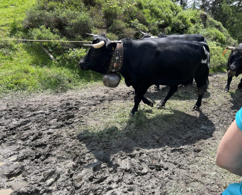 Beau specimen de vache d'Hérens