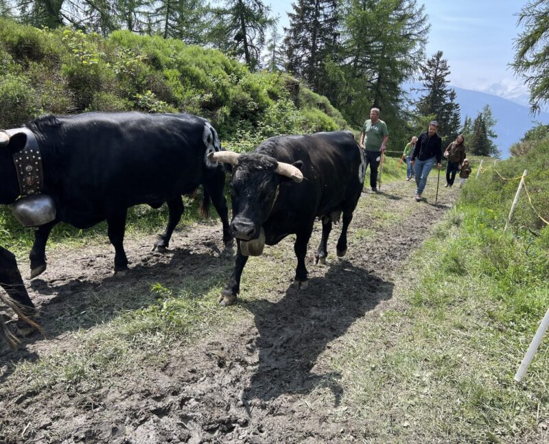 Le troupeau monte vers l'étable