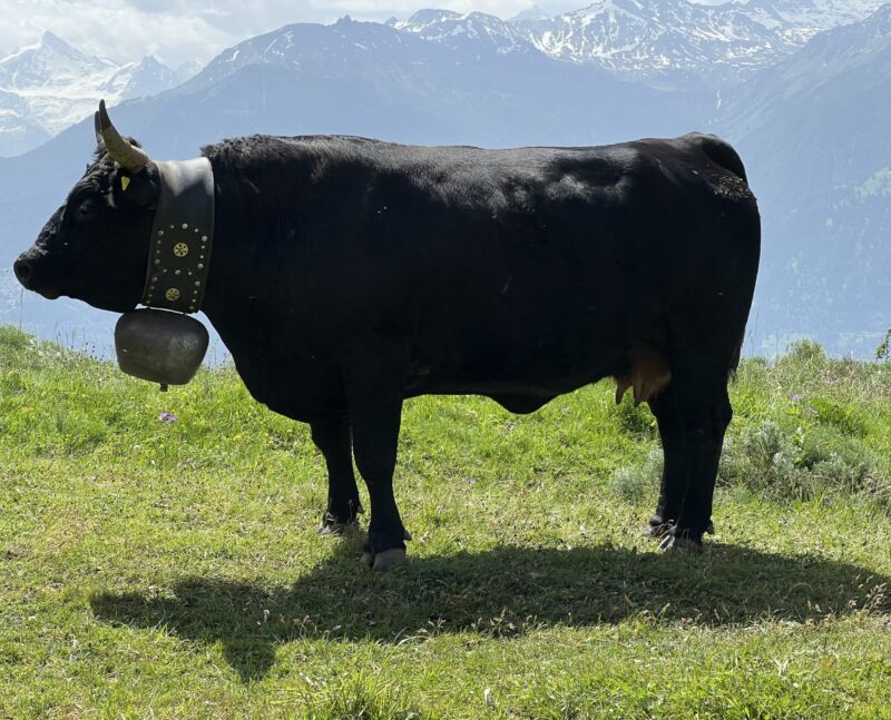 Vache à l'arrêt entre le Rothorn de Zinal et le vallon de Réchy. 15.06.2025