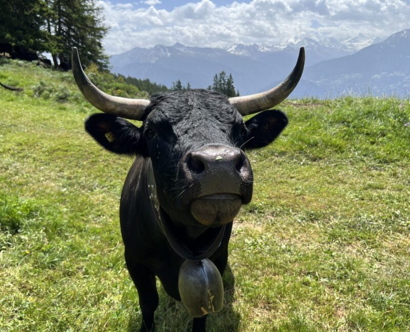 Corne pointant sur le Weisshorn. 15.06.2025
