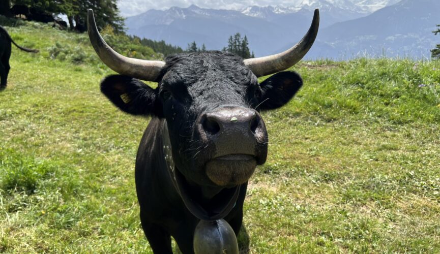 Corne pointant sur le Weisshorn. 15.06.2025