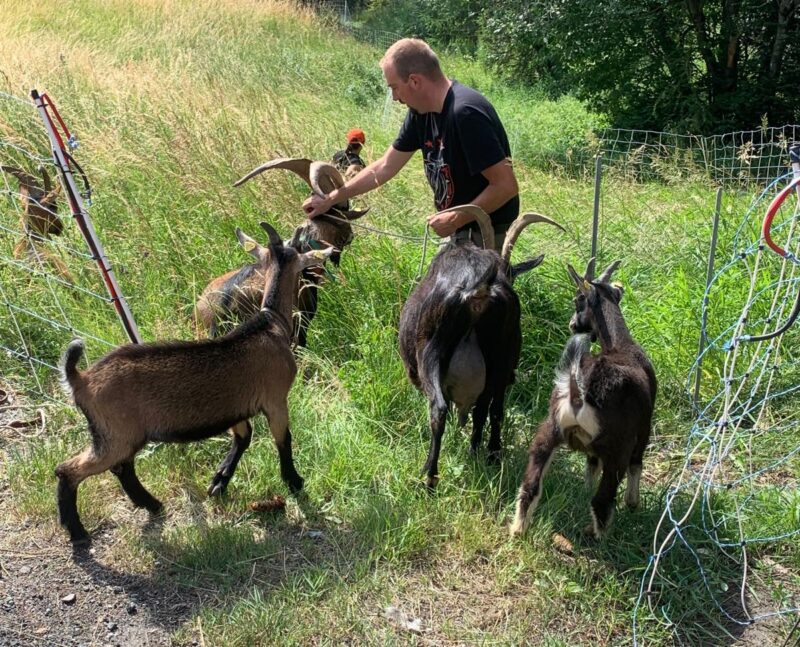 Arrivée des chèvres. 20. 07.2025
