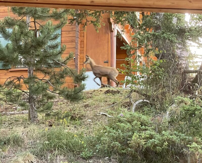 Chamois passant devant un chalet. 13. 07. 2025