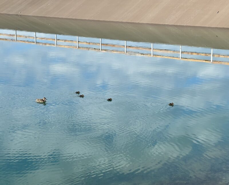 Le lac des quatre canetons. 30.07.2025