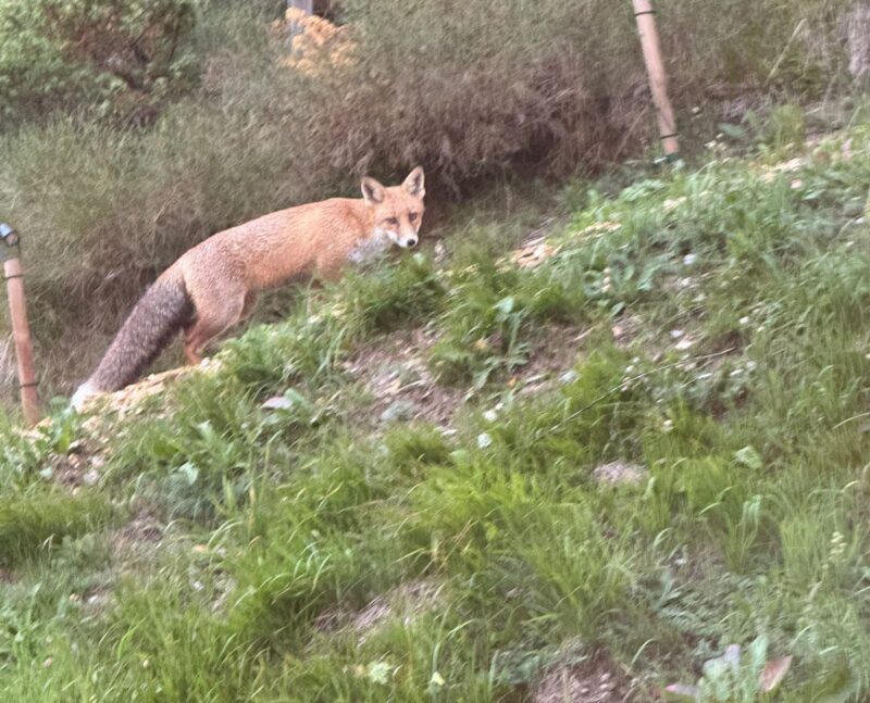 Renard. 10.09.2025