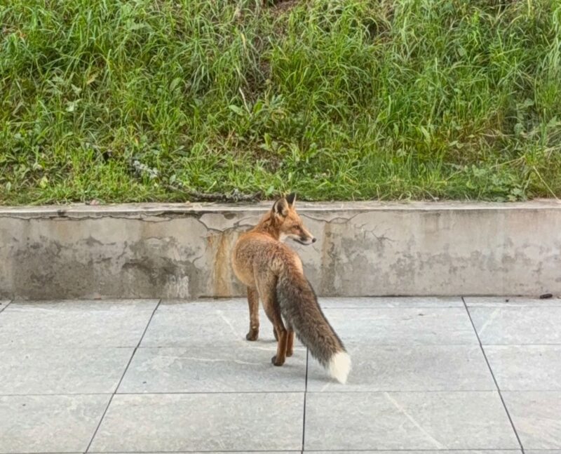Renard. 10.09.2025