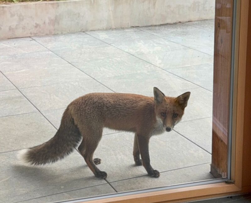 Renard. 10.09.2025
