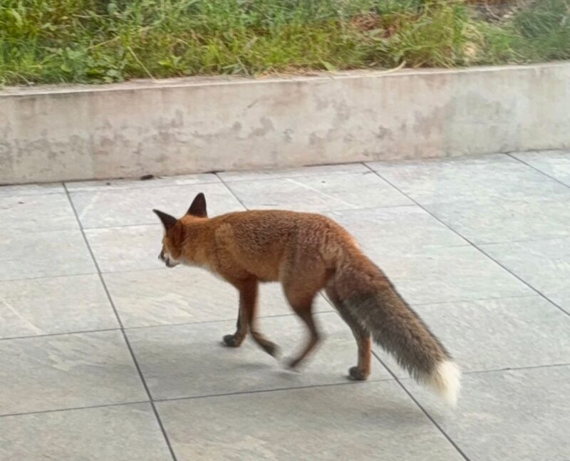 Renard. 10.09.2025