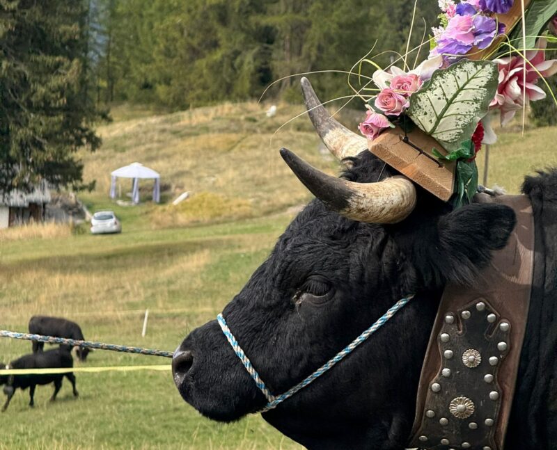 Autre vache au défilé