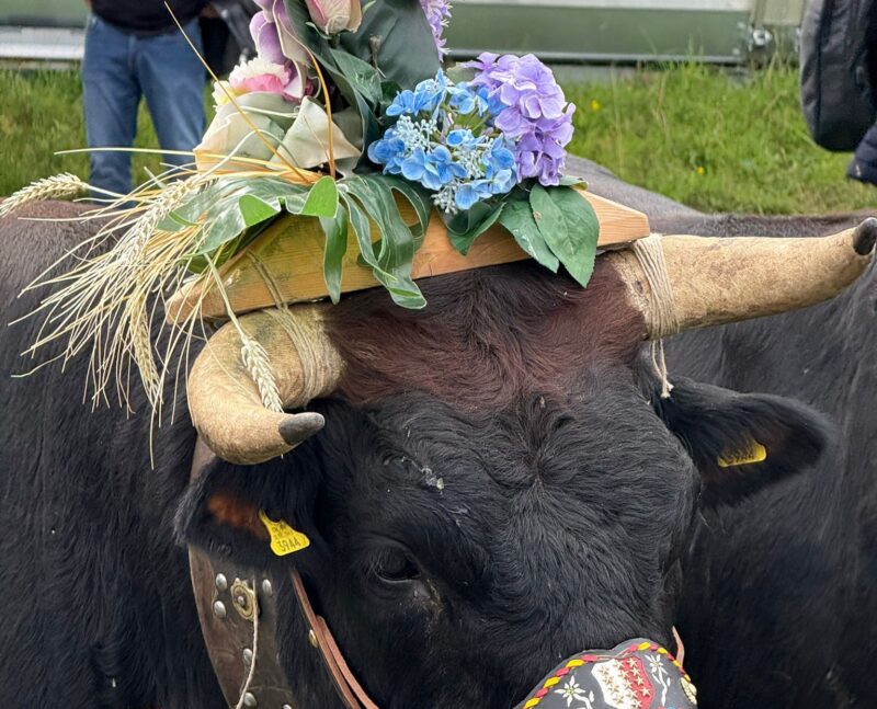 Autre portrait de vache en fête