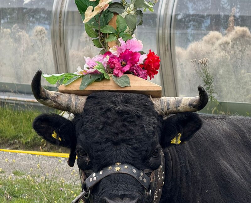 Portrait de vache en fête