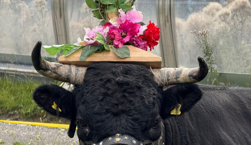 Portrait de vache en fête