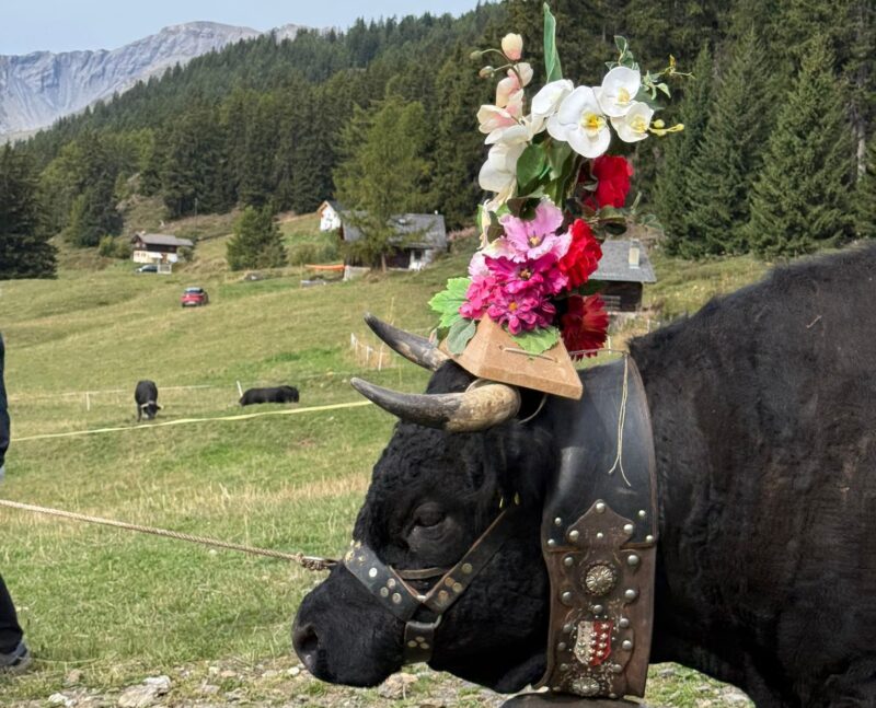 Vache au défilé