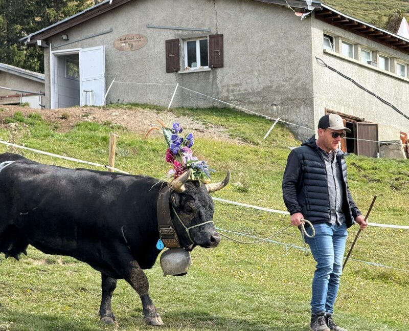 Désalpe. Vache quittant l'alpage