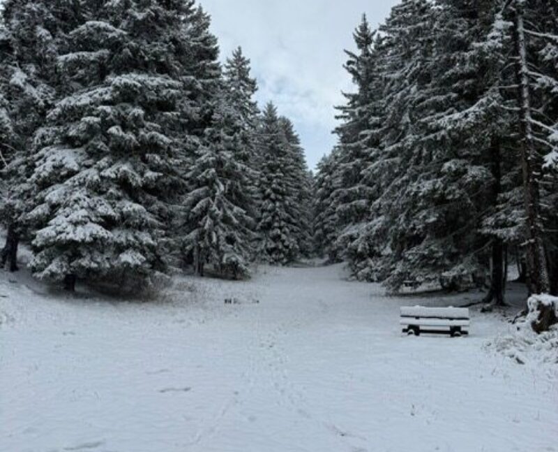 Forêt vue de la place de pique-nique. 24.10.2025