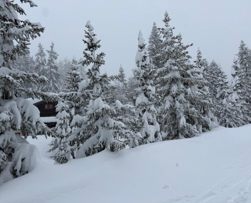 Sapins et chalet. 17. 02. 2026