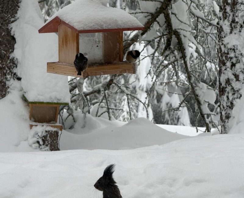 Ecureuil et oiseaux. 17. 02. 2026