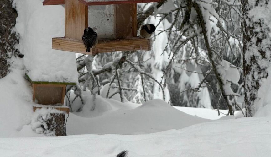 Ecureuil et oiseaux. 17. 02. 2026