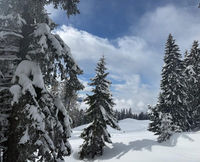 Le pâturage devant chez Erwin. 20. 02. 2026