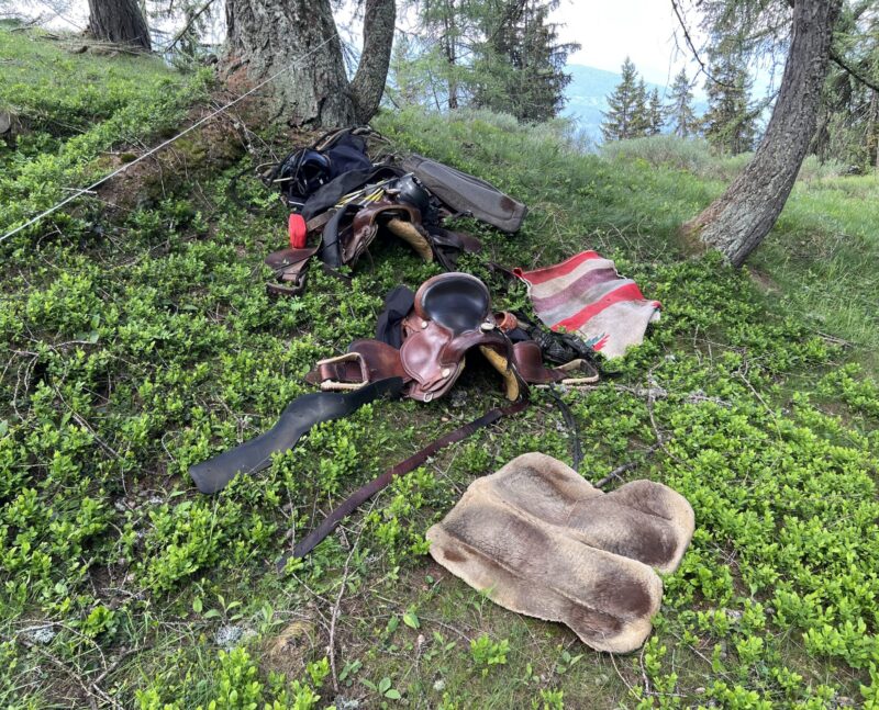 ... harnachements déposés dans la forêt.