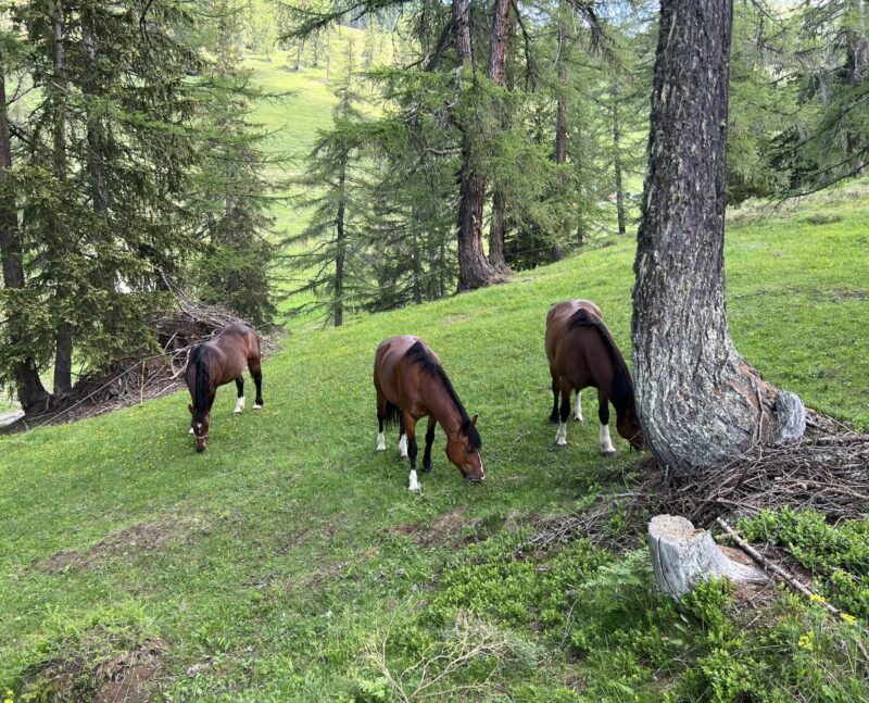 ... chevaux de selle ...