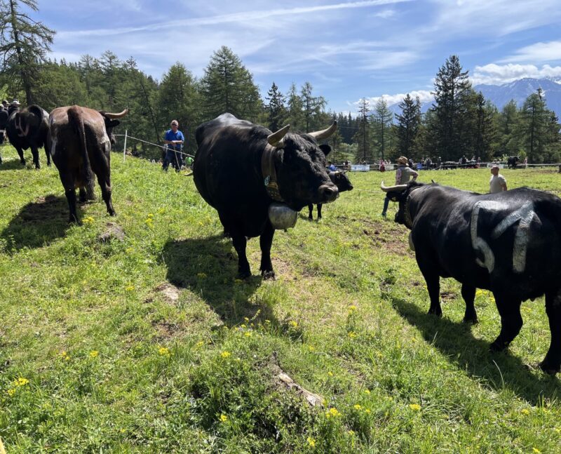 Beaux specimens de vaches d'Hérens.