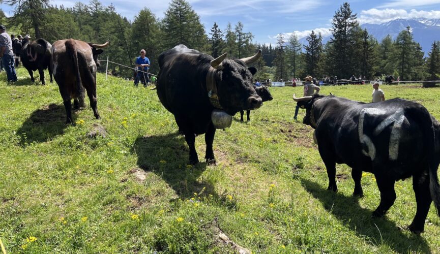 Beaux specimens de vaches d'Hérens.