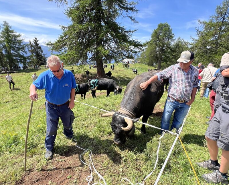 Certaines vaches viennent de loin: Jean-Michel Quinodoz et sa vache sont venus des Haudères.