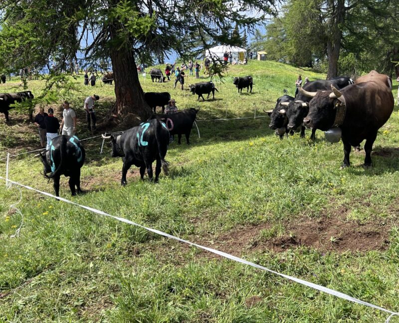 Chaque vache porte un numéro.