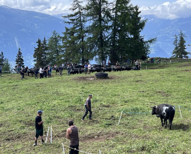 Le pâturage où s'affrontent les vaches pour désigner la reine du troupeau.