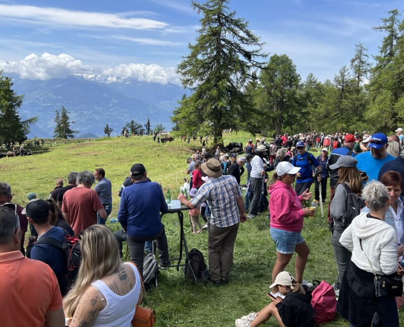 Le public assemblé autour du pâturage où les vaches désignent leur reine.