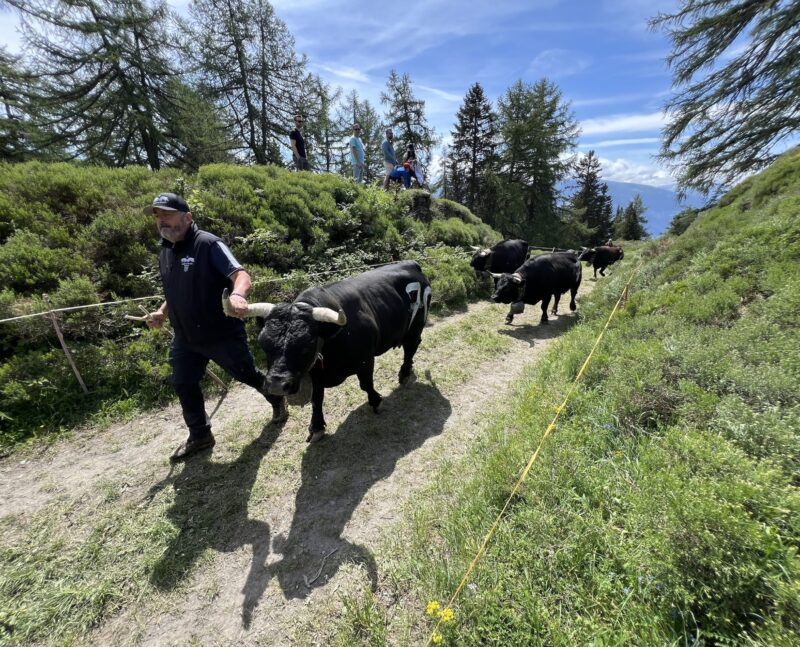 Frédéric Tournier conduit sa vache.