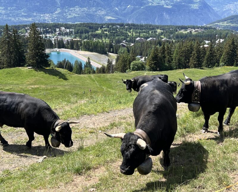 Vaches et lac de Chermignon. 14.06.2026