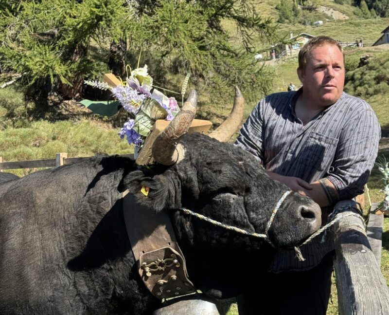 Pas simple, la tâche du propriétaire de cette belle vache.