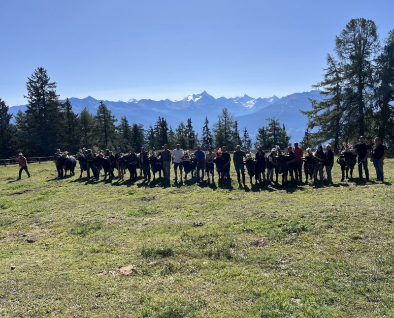 Les plus belles vaches du troupeau de Corbyre devant un panorama éblouissant.