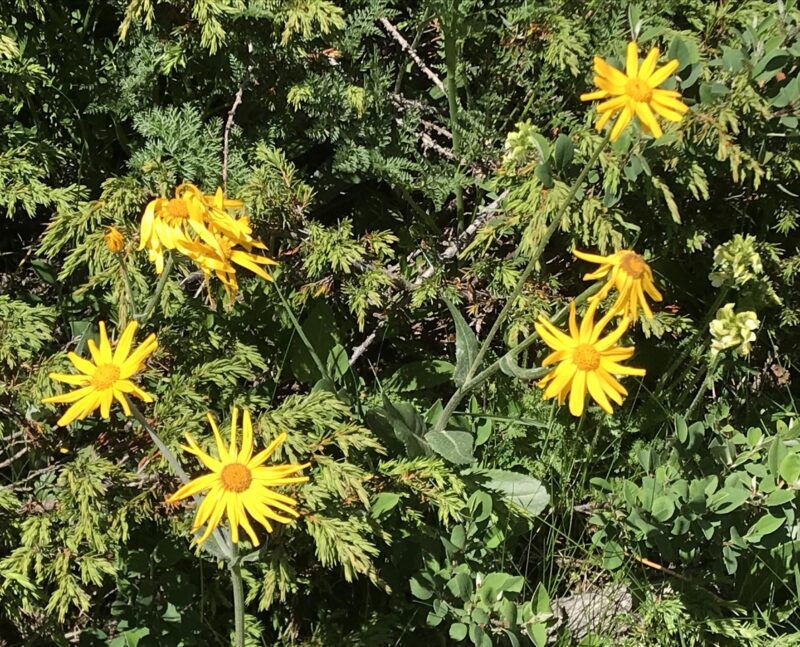 Arnica des montagnes