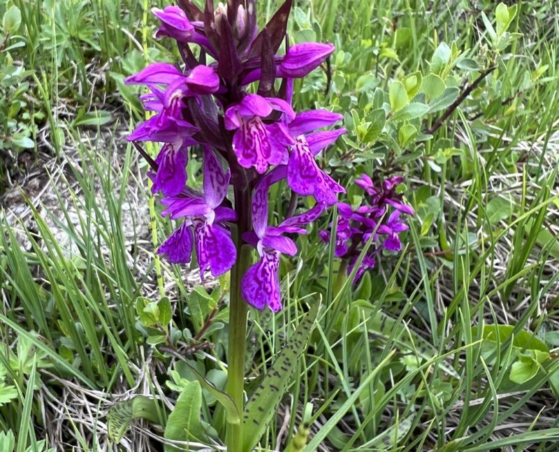 Orchis de mai