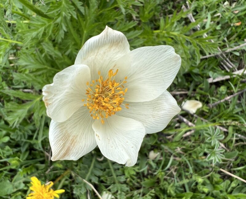 Pulsatille des Alpes