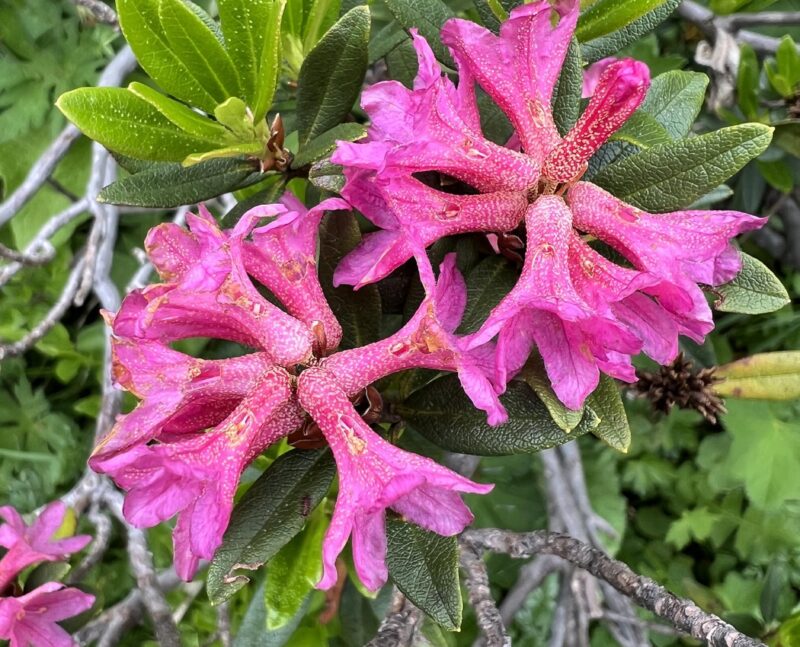 Rhododendron ferrugineux. Détail