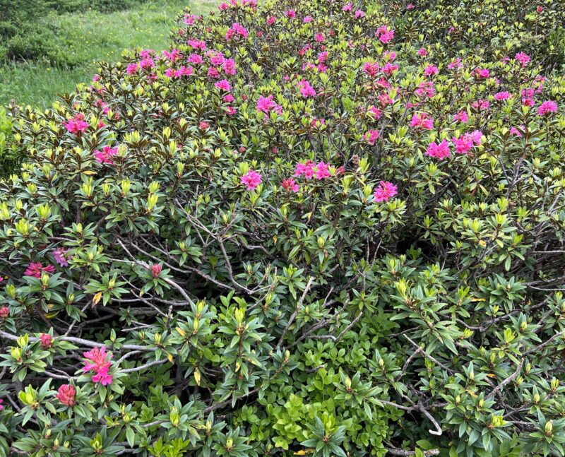 Buisson de rhododendrons ferrugineux