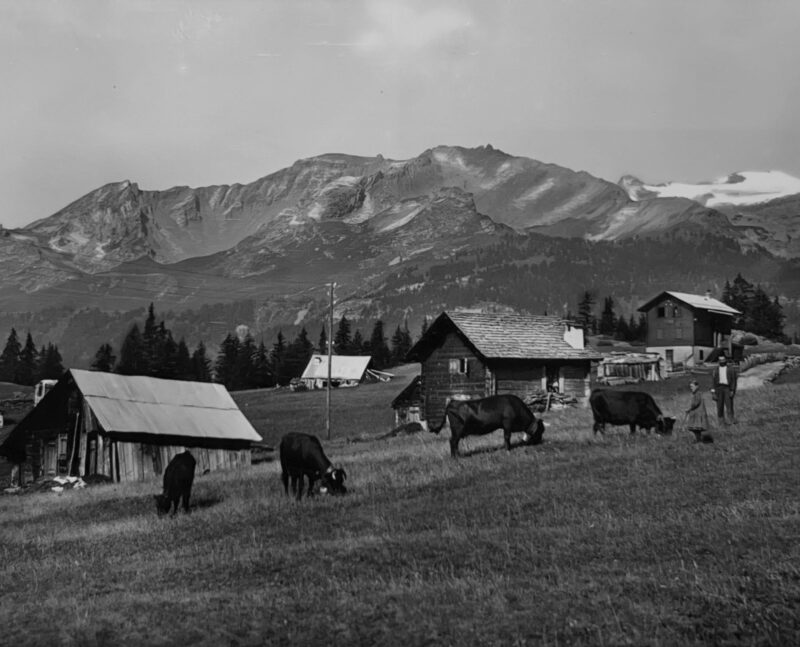 Vaches, mayens et café du Bisse vers 1935